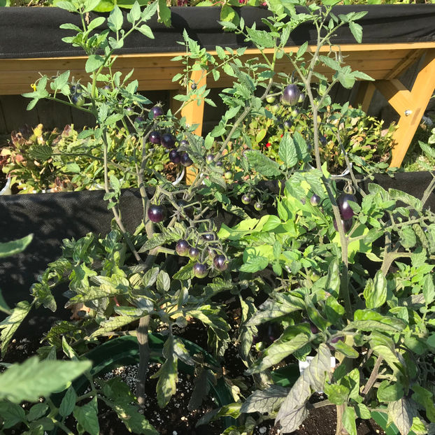  - Jurnalul gradinii 2019