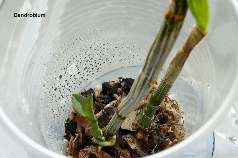 26.07.19 - 1 Transplant dendrobium