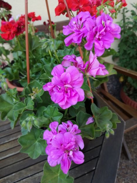 Mușcată  curgatoare Lilac - Mușcate 2019