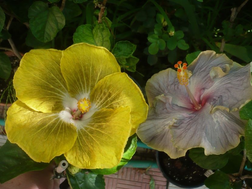 P1420281 - HIBISCUSI 2019-2