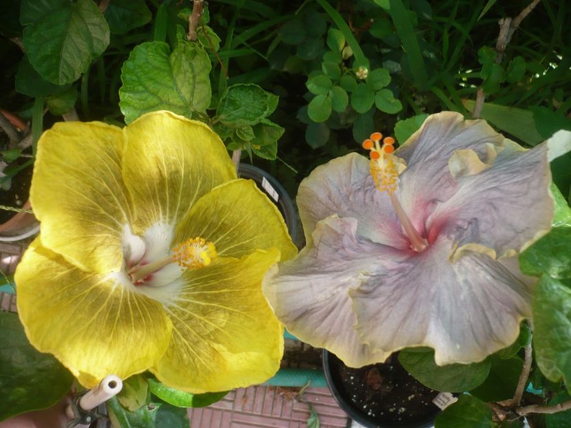 P1420282 - HIBISCUSI 2019-2