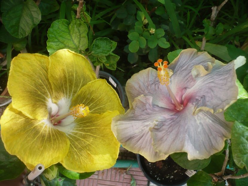 P1420283 - HIBISCUSI 2019-2