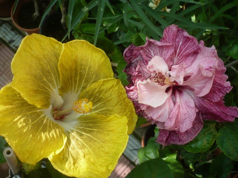 P1420284 - HIBISCUSI 2019-2
