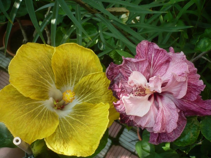 P1420285 - HIBISCUSI 2019-2
