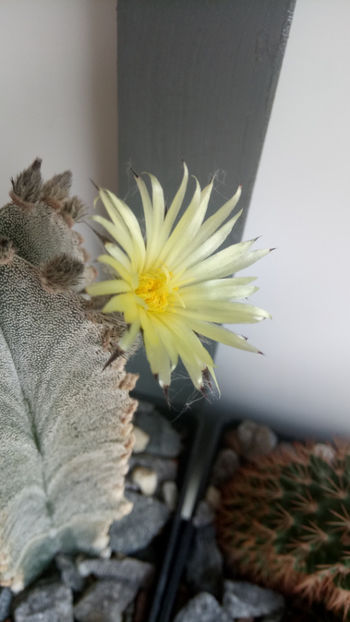 26.07.2019 - Astrophytum myriostigma