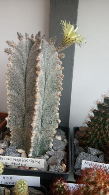 26.07.2019 - Astrophytum myriostigma