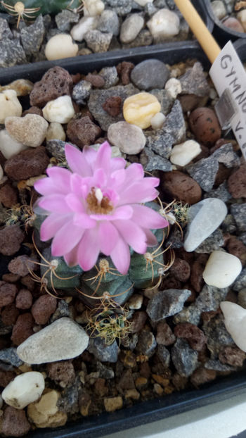 22.07.2019 - Gymnocalycium damsii v tucavocence