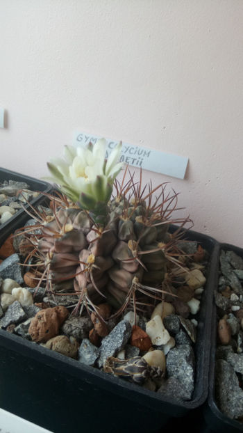 26.07.2019 - Gymnocalycium delaetii