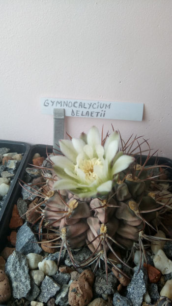 26.07.2019 - Gymnocalycium delaetii