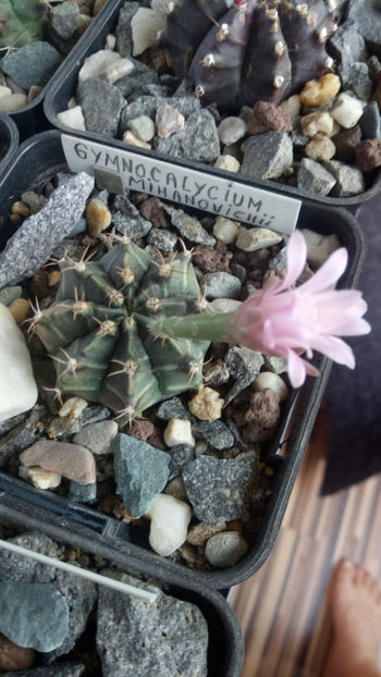 26.07.2019 - Gymnocalycium mihanovichii