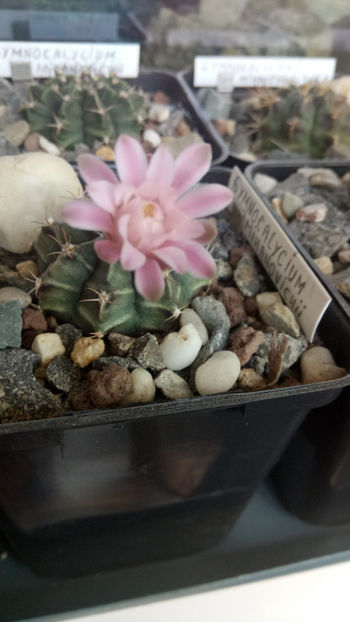 26.07.2019 - Gymnocalycium mihanovichii