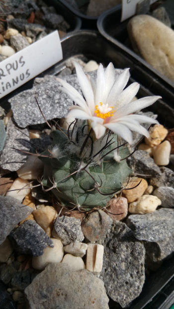 26.07.2019 - Turbinicarpus klinkerianus