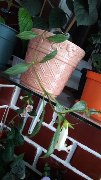 Un firîcel lung si subtire pe care ma tem sa nu il frâng - Glabrata v Oro - pierdut