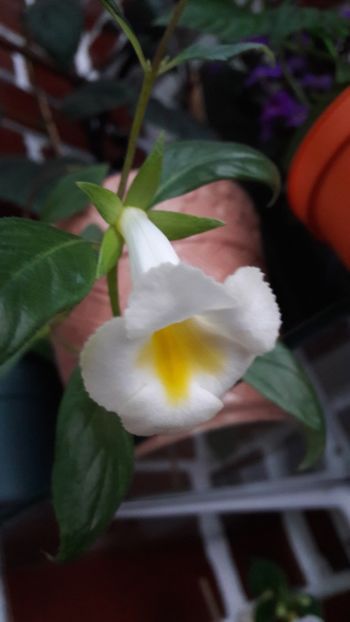 Dar cu un parfum sublim - Glabrata v Oro - pierdut