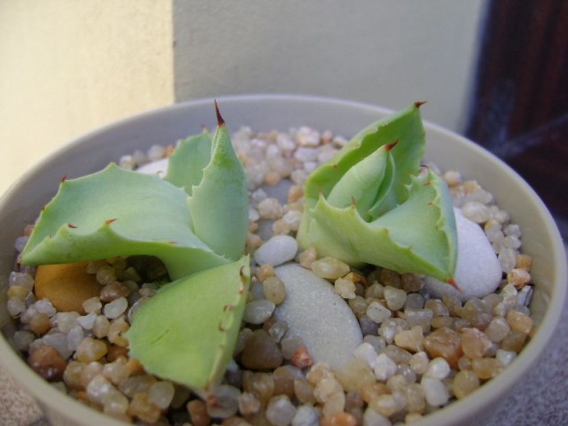 Agave isthmensis - Agave si Yucca 2019