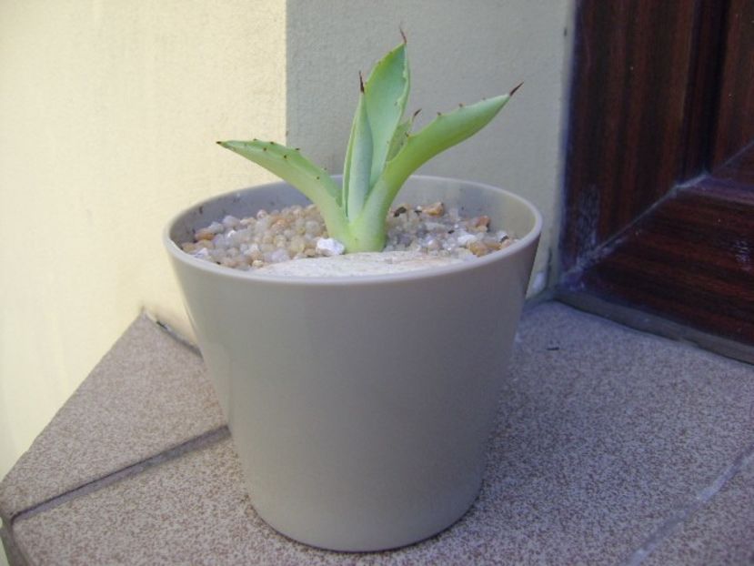 Agave seemanniana - Agave si Yucca 2019