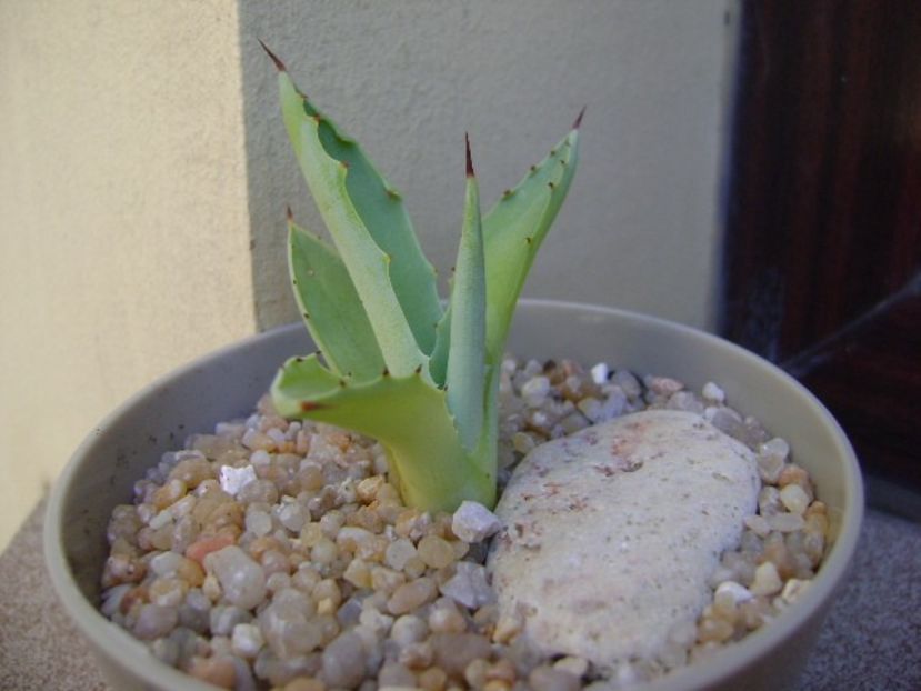 Agave seemanniana - Agave si Yucca 2019