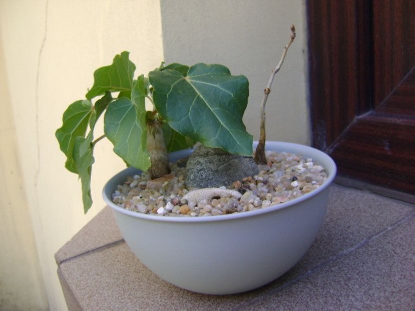Ficus abutilifolia - Caudiciforme si bulbi 2019