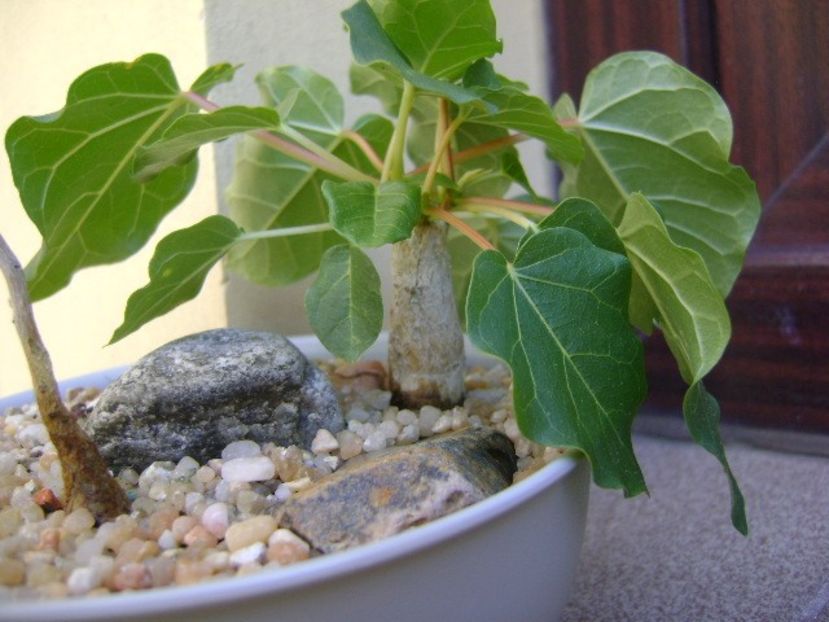 Ficus abutilifolia - Caudiciforme si bulbi 2019