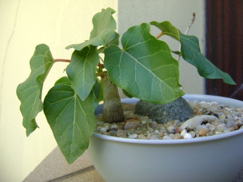 Ficus abutilifolia - Caudiciforme si bulbi 2019