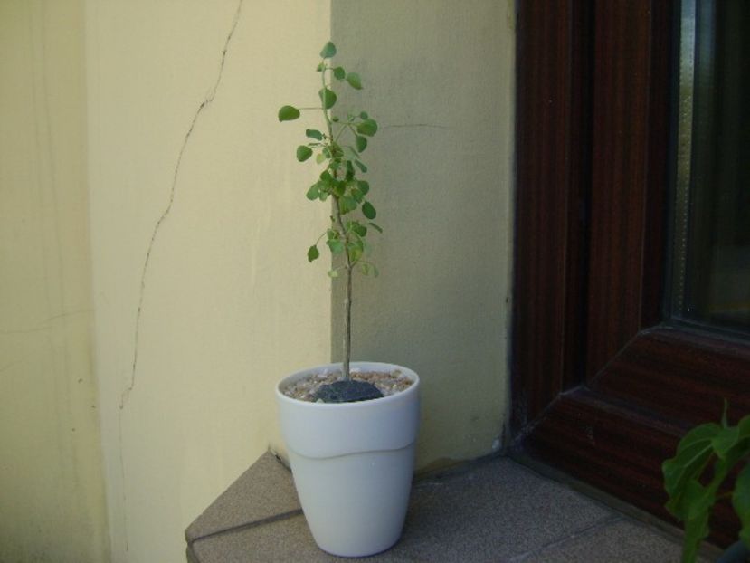 Euphorbia misera - Caudiciforme si bulbi 2019