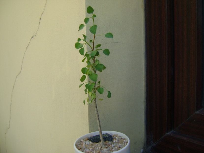 Euphorbia misera - Caudiciforme si bulbi 2019