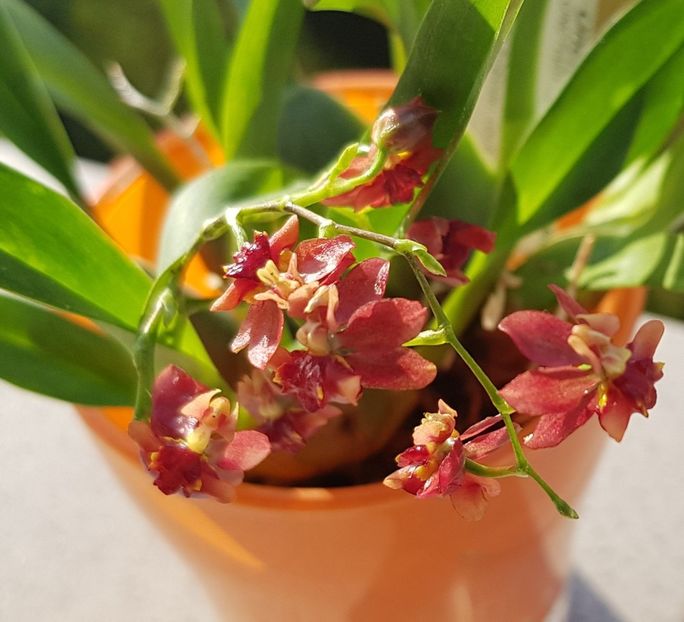 Twinkle Border Red/ Dark Orange - Oncidium