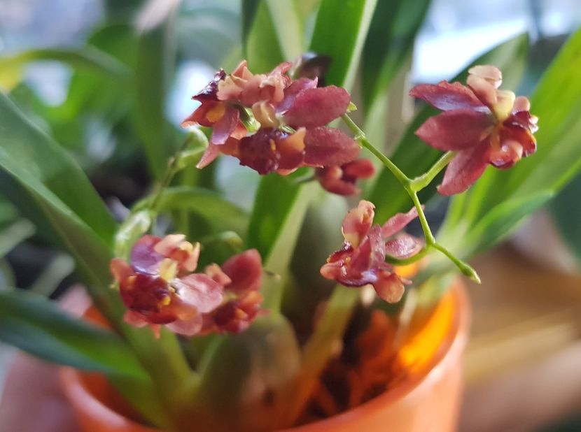  - Oncidium