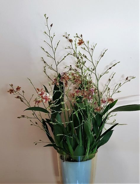 Rosy Sunset 'Pacific Sunset' - Oncidium