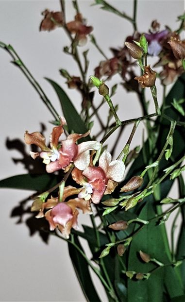  - Oncidium