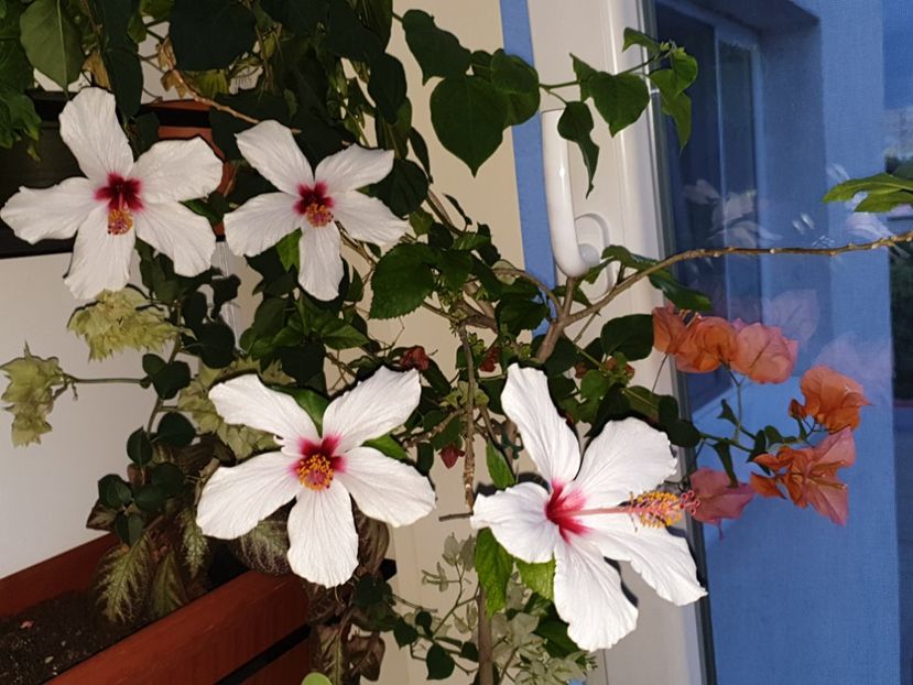  - Apple Blossom sau Natal