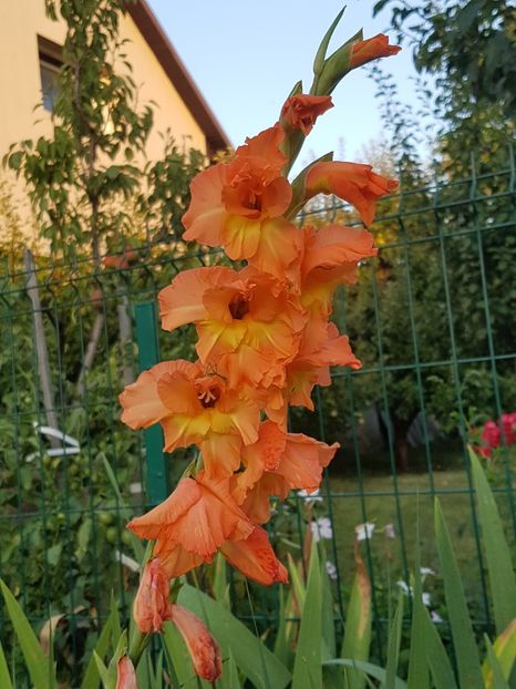 Primele gladiole - Iulie 2019