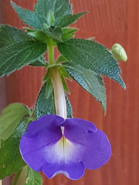 Annie Belle - Achimenes 2019