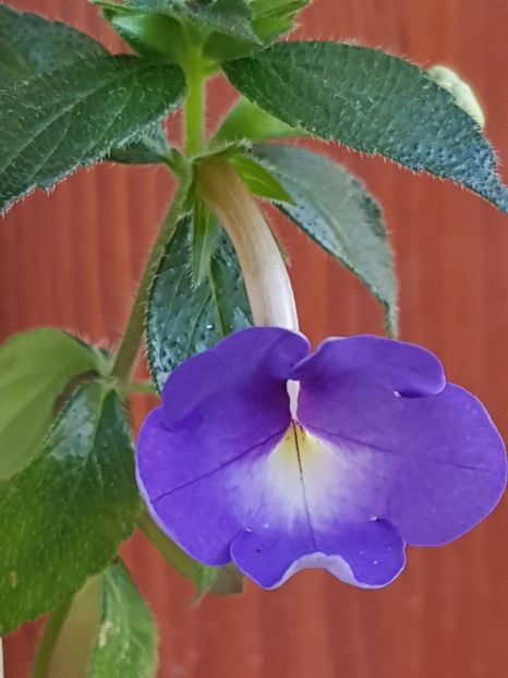 Annie Belle - Achimenes 2019