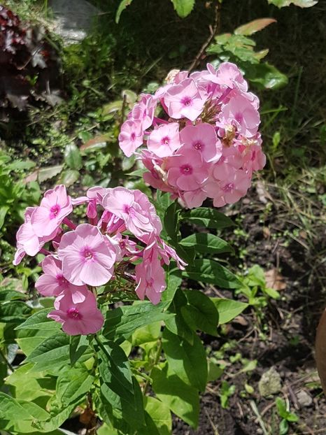 Phlox paniculata roz deschis - Iulie 2019