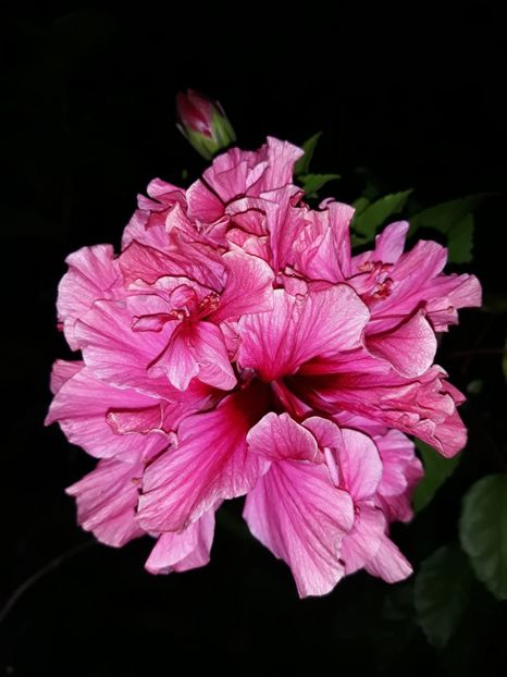 Kona - Colecția mea de hibiscusi