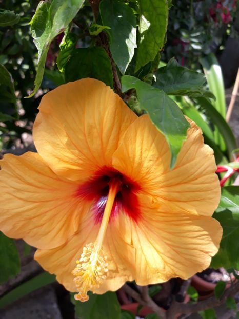 Boreas Yellow - Colecția mea de hibiscusi