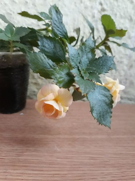  - 0001 2022 - RF s Tropicana