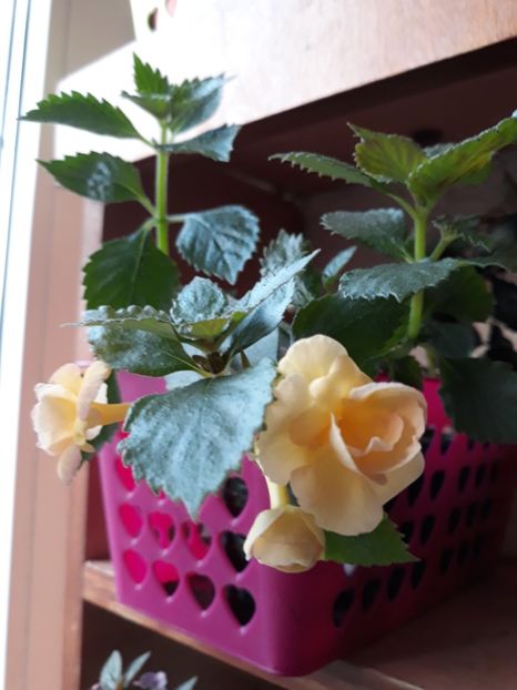  - 0001 2022 - RF s Tropicana