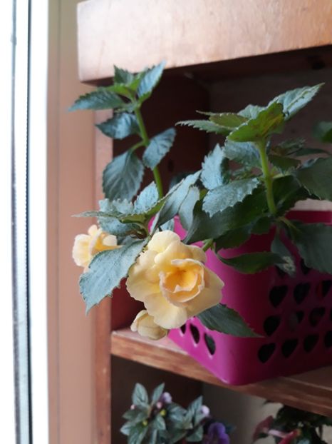  - 0001 2022 - RF s Tropicana