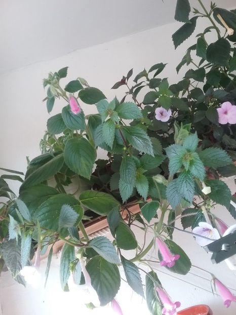  - 2016 achimenes