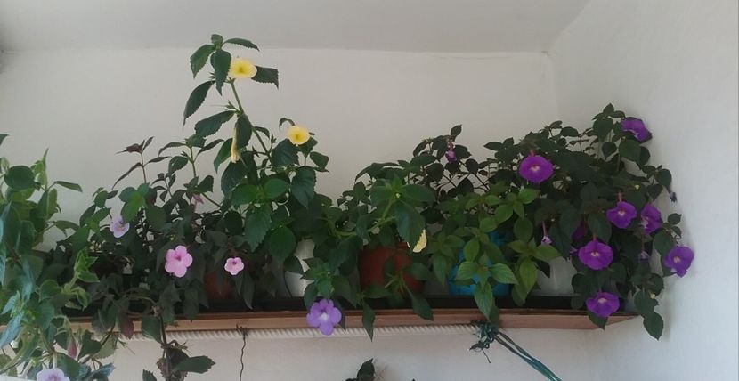 - 2016 achimenes