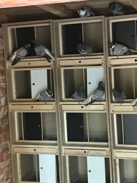 3994EA42-C81E-4083-BD1E-1AA008D0C6D0 - Vargati cu dunga alba