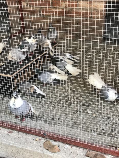 4246AF4F-F054-4D5B-A5F5-381BD12E1347 - Vargati cu dunga alba