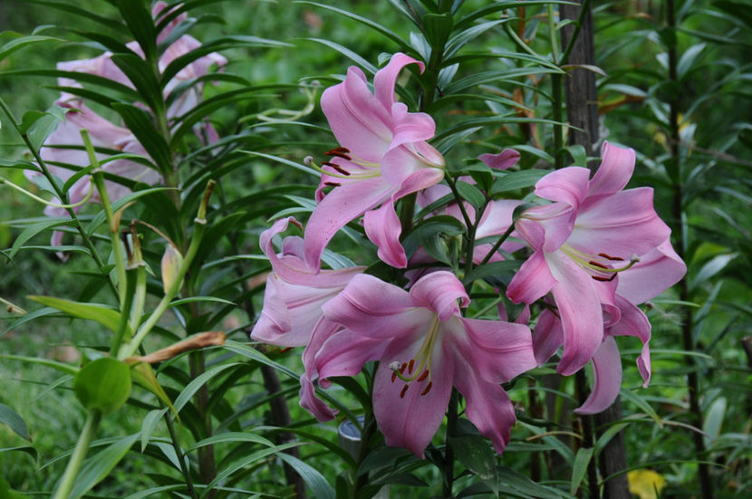  - 04 Gradina de flori 2019