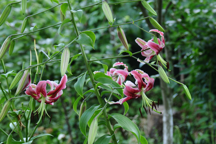  - 04 Gradina de flori 2019