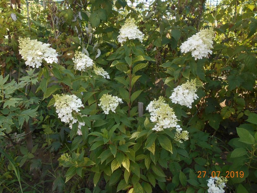  - 2Azalee-rhododendroni-hortensii-hoste 2019