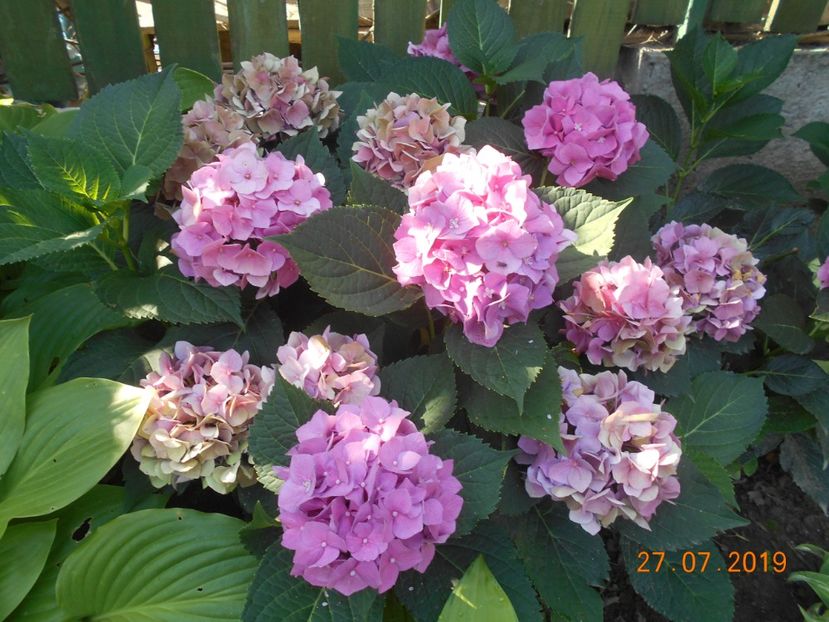  - 2Azalee-rhododendroni-hortensii-hoste 2019