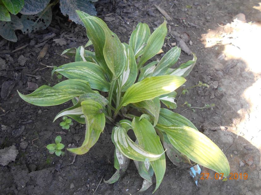  - 2Azalee-rhododendroni-hortensii-hoste 2019
