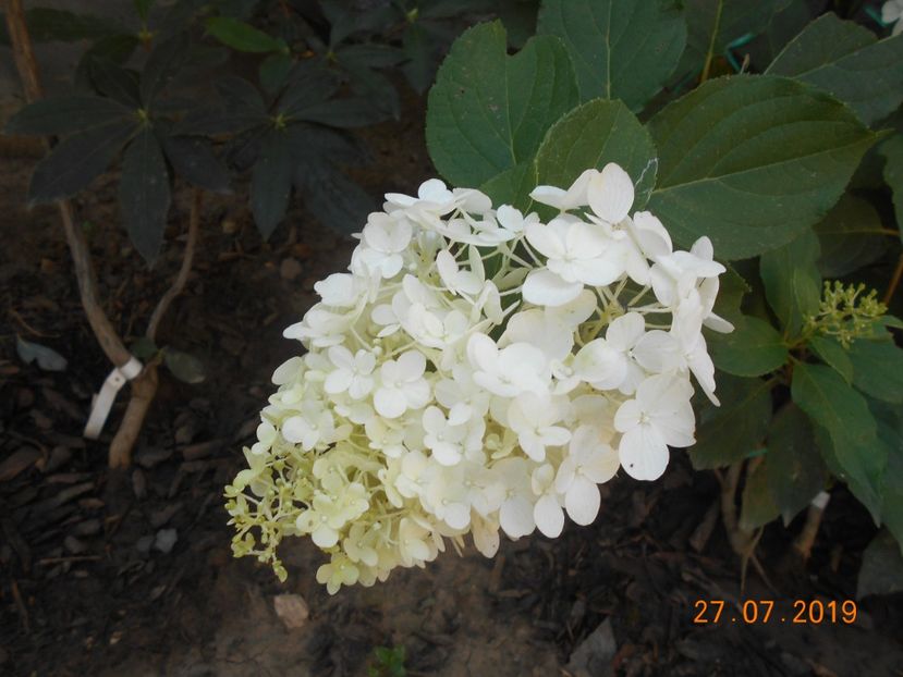  - 2Azalee-rhododendroni-hortensii-hoste 2019
